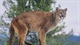 Man in Colorado kills mountain lion with shovel at campground