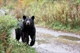 Bear with 3 cubs attacks man after breaking into Colorado home