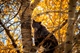 Reader photos: Bear enjoys the fall views