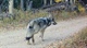 Grey wolf pup capture operation halted