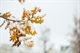 Fall snowstorm brings leaf peeping season to an end in parts of Colorado