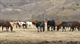 Guest ranch in Granby recalls the East Troublesome fire