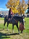 PHOTOS: Pumpkin patches and haunted horse rides