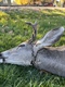 Colorado Parks and Wildlife officer frees deer tangled in nylon rope near Bayfield