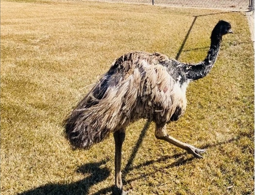 Emu escapes from Weld County home, captured wandering the streets