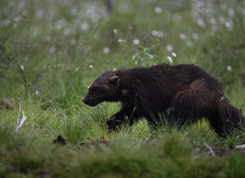 Step aside, wolves: The next Colorado wildlife reintroduction could be the...