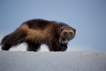 Scavenger weasels move a step toward state reintroduction