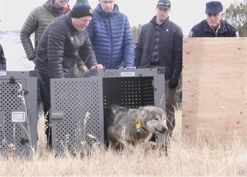 Colorado, local leaders and stakeholders share thoughts on wolf reintroduction