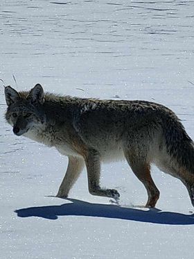 Reader photos: Coyote caught in Granby