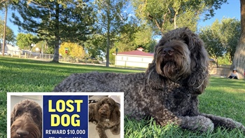 
      
        Missing Denver Dog Sparks RTD Ads, Billboards and $10,000 Reward
      
    