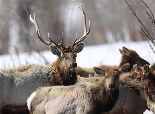 In elk population reduction, Colorado Parks and Wildlife biologist finds a silver lining