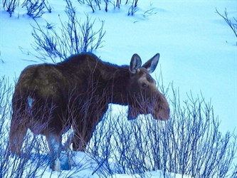 Beware of defensive moose in Tabernash and Fraser