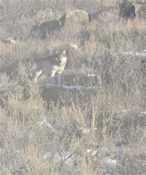 New bill would make it harder for ranchers to be compensated for livestock killed by wolves