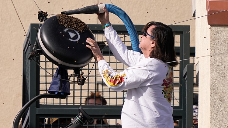 Bees cause a buzz and lengthy disruption at Indian Wells tennis during Alcaraz vs Zverev match