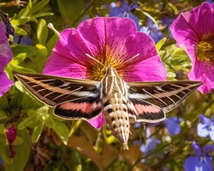 Bug buzz: Colorado lawmakers move to study insects and rare plant populations