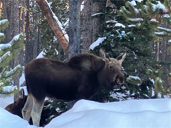 Reader photo: Moose and calf hunker down in the snow