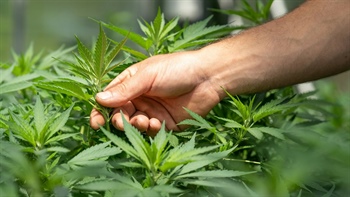 
      
        Colorado Marijuana and Hemp Bills of 2024
      
    