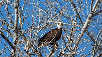 
      
        Pair of Bald Eagles Nesting in Englewood Golf Course...