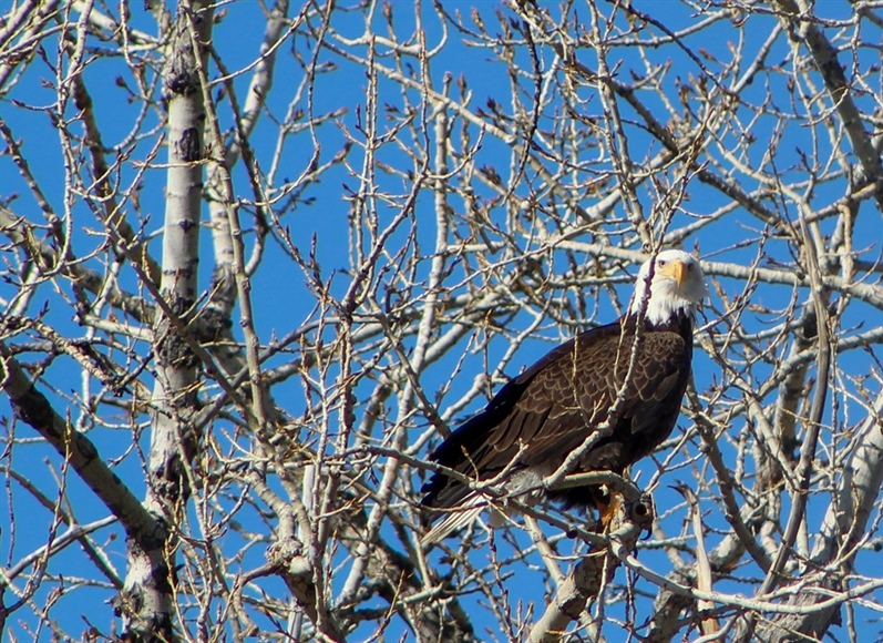 
      
        Pair of Bald Eagles Nesting in Englewood Golf Course
      
    