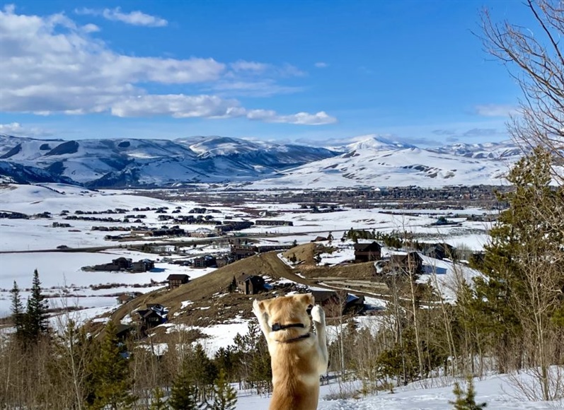 Reader photo: A puppy pirouette