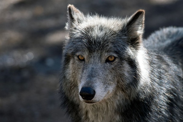 Here’s where Colorado’s new wolves roamed in March as they expanded their territory
