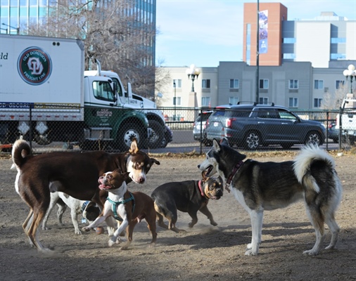 Denver has doubled the number of dog parks, but owners say there still...