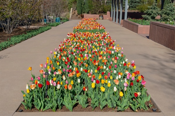 More than 16,000 tulips are ready to bud at Denver Botanic Gardens