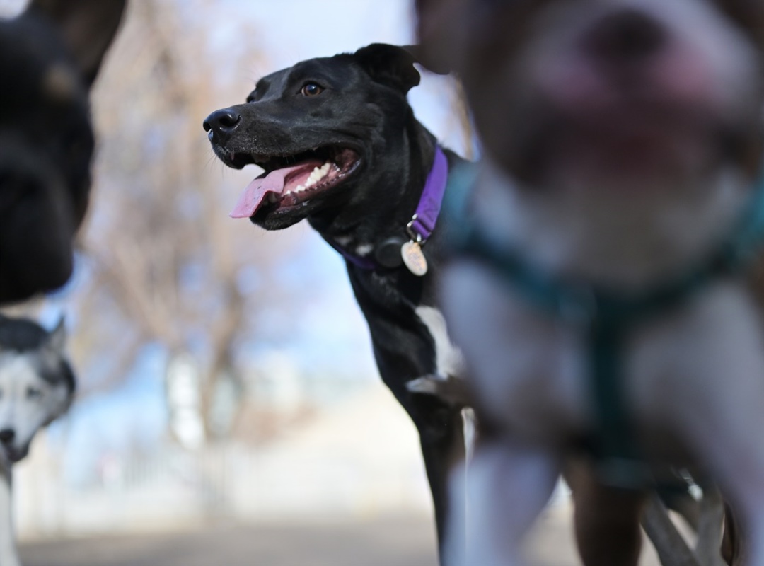 In wake of canine respiratory disease outbreak, Colorado bill targets pet facilities