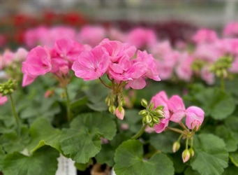 New must-have flowers and plants for the upcoming Colorado gardening season