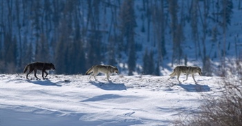 Colorado Parks and Wildlife to hold wolf meeting geared towards agriculture producers in Kremmling