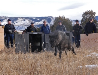 Wildlife officials confirm a second Colorado livestock wolf kill, this time in Jackson County