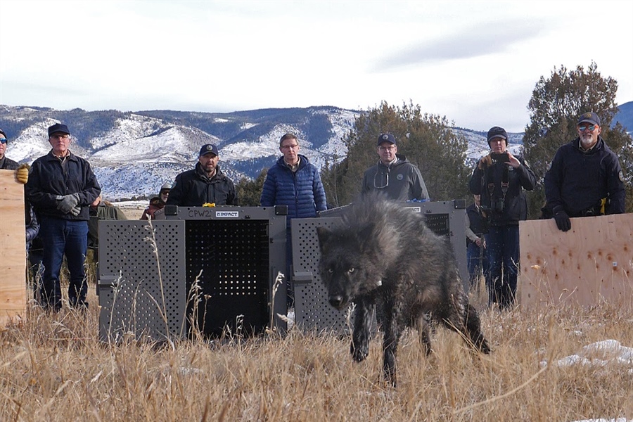 Wildlife officials confirm a second Colorado livestock wolf kill, this time in...