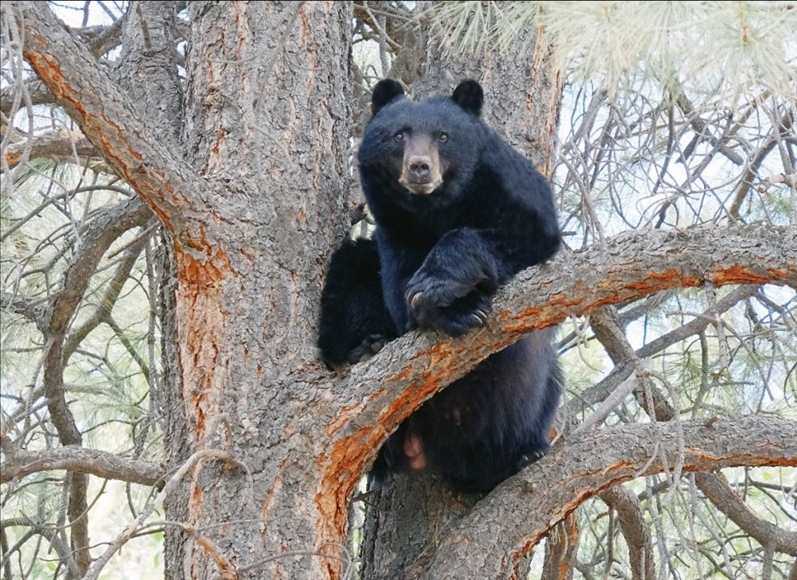 Colorado Parks and Wildlife asks for public input on local black bear management plan