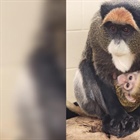 Pueblo Zoo welcomes baby De Brazza's monkey