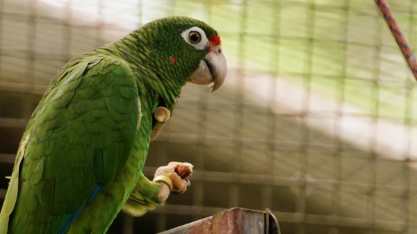 Puerto Rican parrot threatened by more intense, climate-driven hurricanes