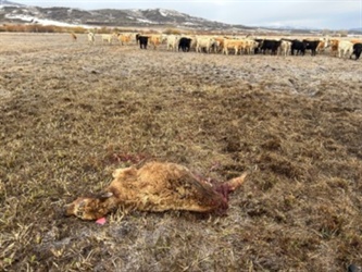 Four more cattle killed by wolves in Grand County