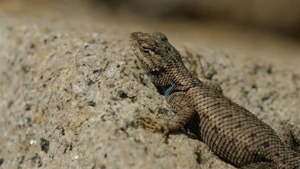 Too hot for a lizard? Climate change quickens the pace of extinction
