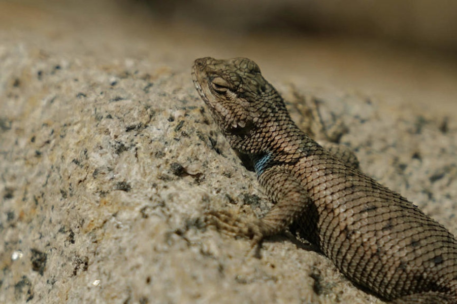 Too hot for a lizard? Climate change quickens the pace of extinction