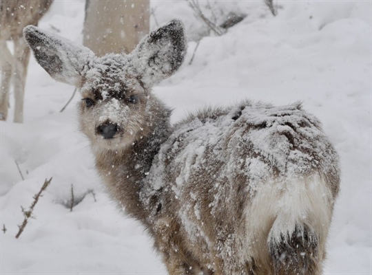 Deer caught in spring snowstorm
