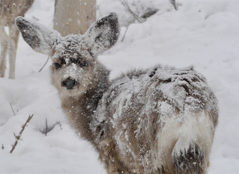 Deer caught in spring snowstorm