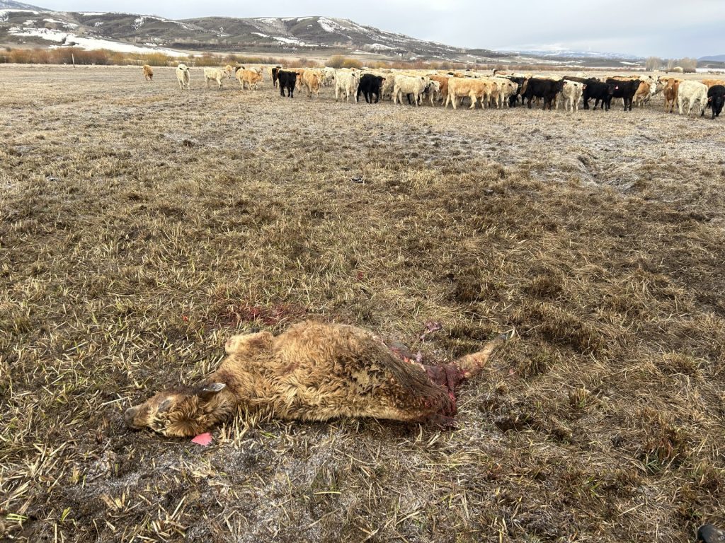 Middle Park Stockgrowers ‘deeply concerned by the lack of response’ from state leaders after wolf depredations