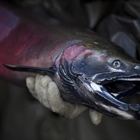 Tire toxicity faces fresh scrutiny after salmon die-offs
