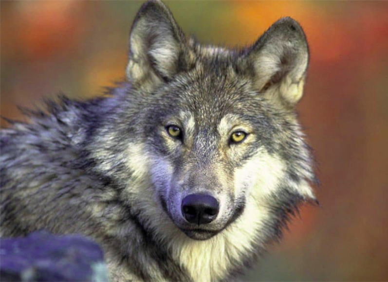 Federal officials confirm death of 1 of Colorado’s reintroduced wolves in Larimer...