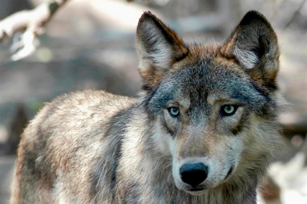 Here’s where Colorado’s wolves roamed in April