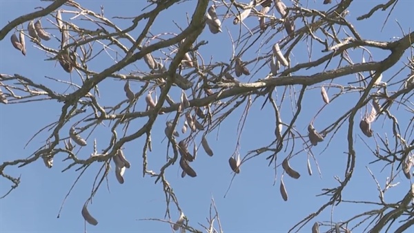 These trees in Denver's park system can be toxic to pets