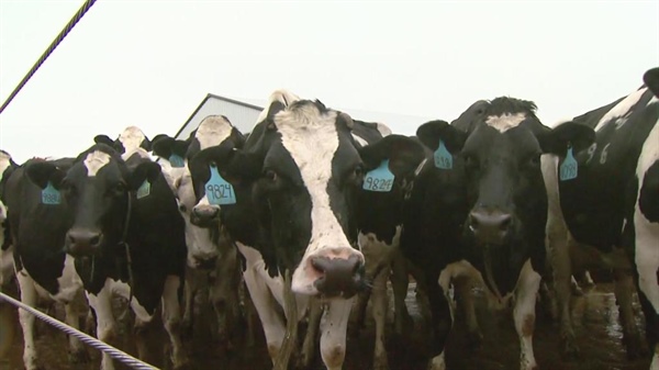 Cattle moving between states must be tested for bird flu, commission rules