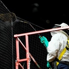 Bee swarm delays baseball game; Beekeeper gets ovation