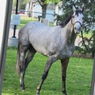 Kentucky Derby horse named after street in Englewood