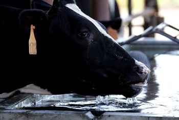 Bird flu has spread to cows in Colorado. Is avian influenza threat? We answer your questions.