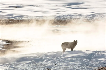 Not opposed to shooting predators, former Routt County rancher speaks out against Wyoming wolf killing